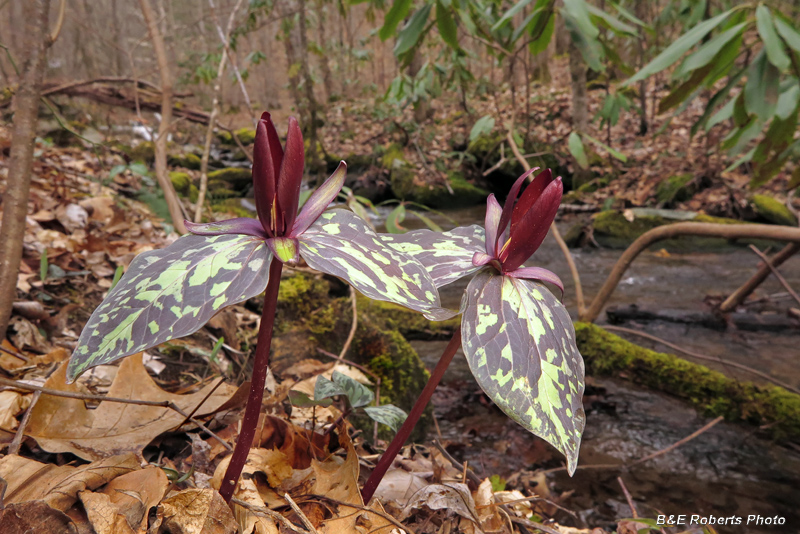 Trilliums