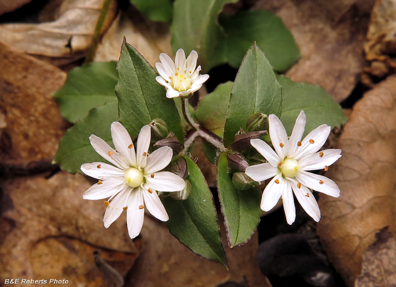 Star_Chickweed