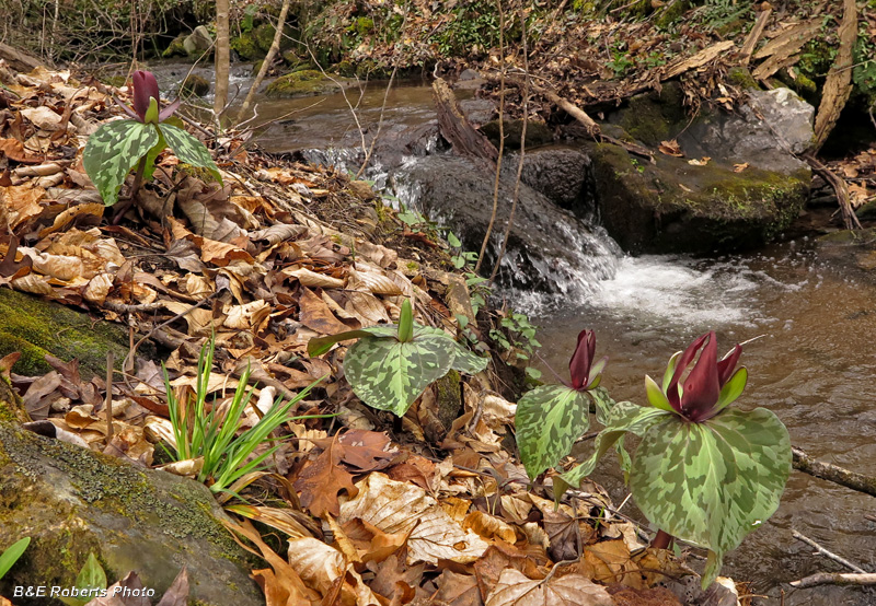 Trilliums_creek