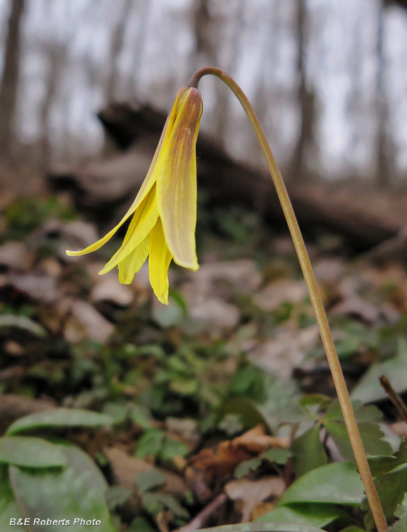 Trout_Lily