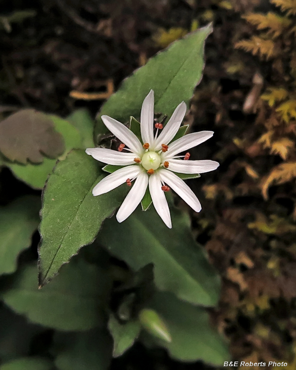 Chickweed