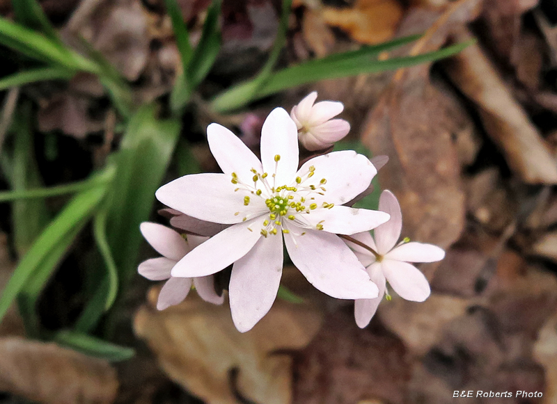 Rue_anemone