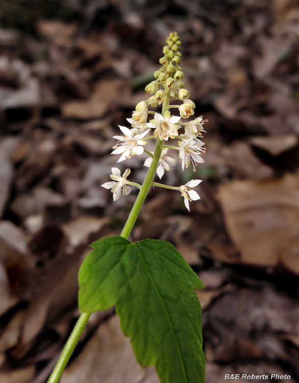 Foamflower