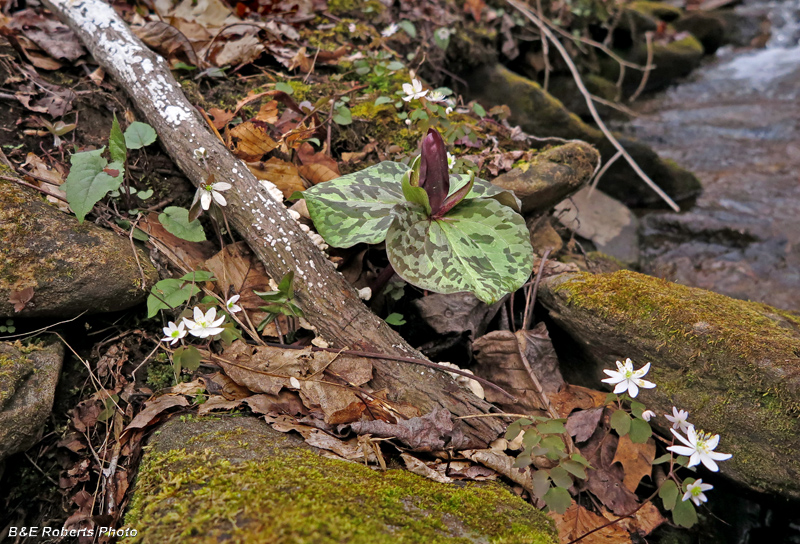 Trillium_Anemones