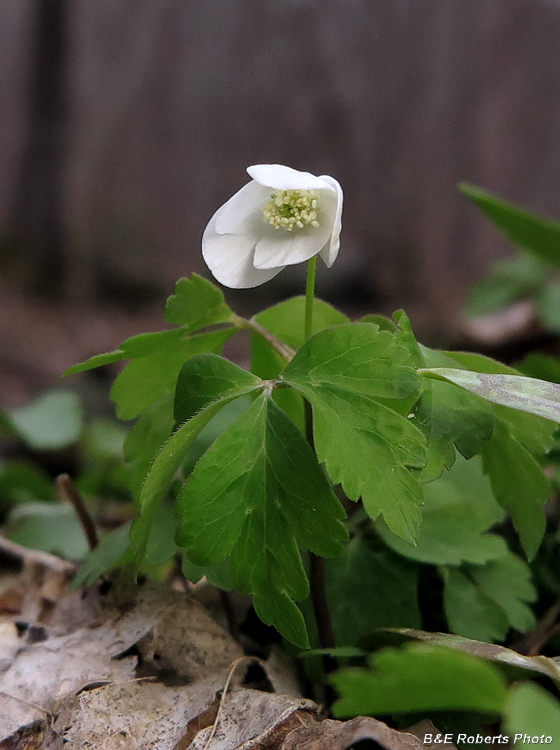 Wood_Anemone