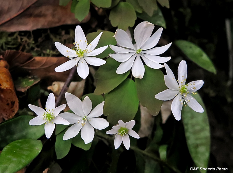 Rue_Anemone