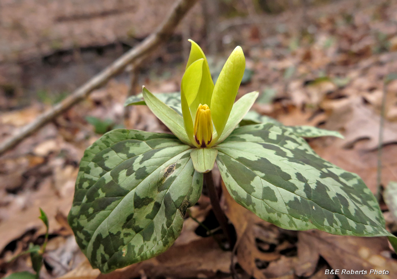 Trillium_cuneatum-yellow