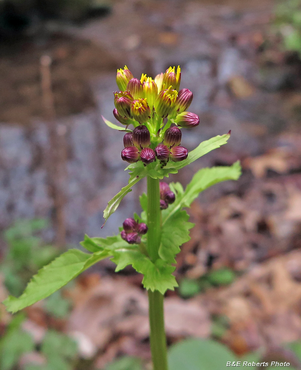 Golden_Ragwort