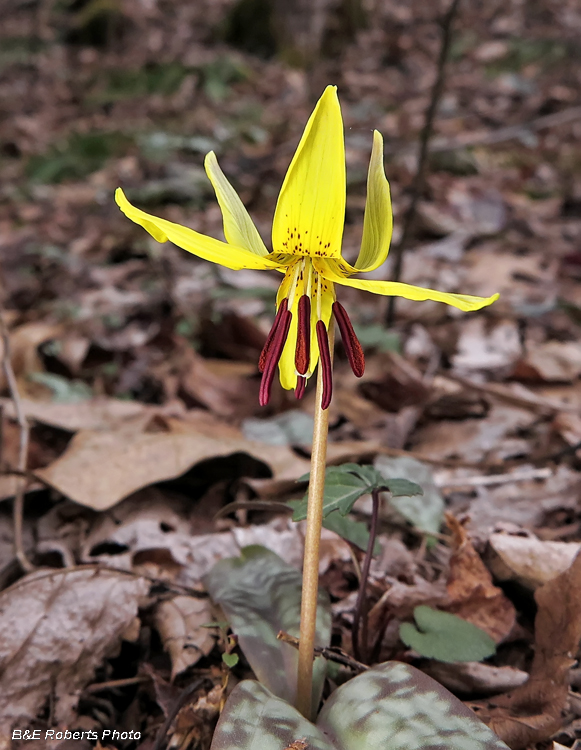 Trout_Lily