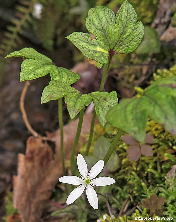 Hepatica