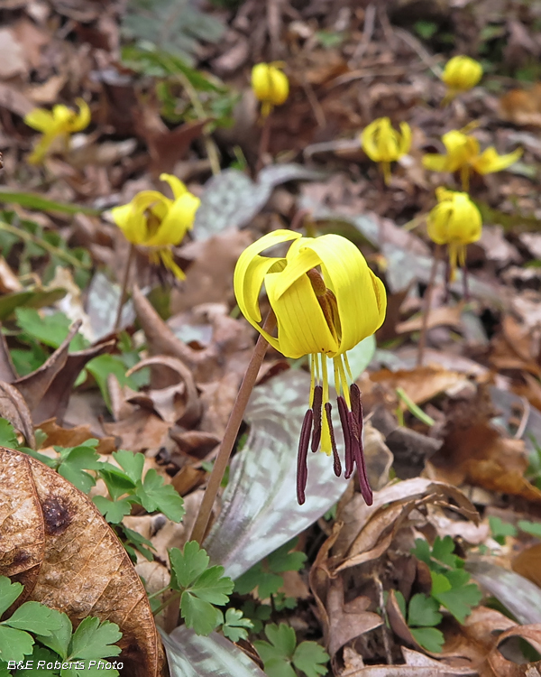 Trout_Lilies