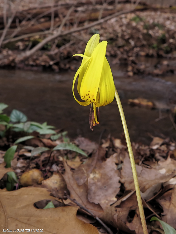 Trout_Lily