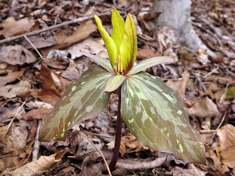 Yellow_Trillium