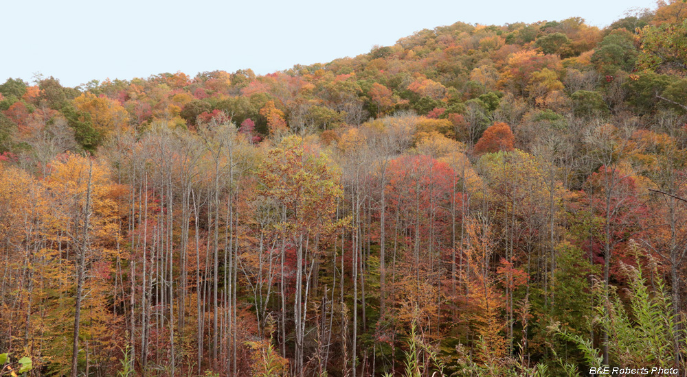 foliage