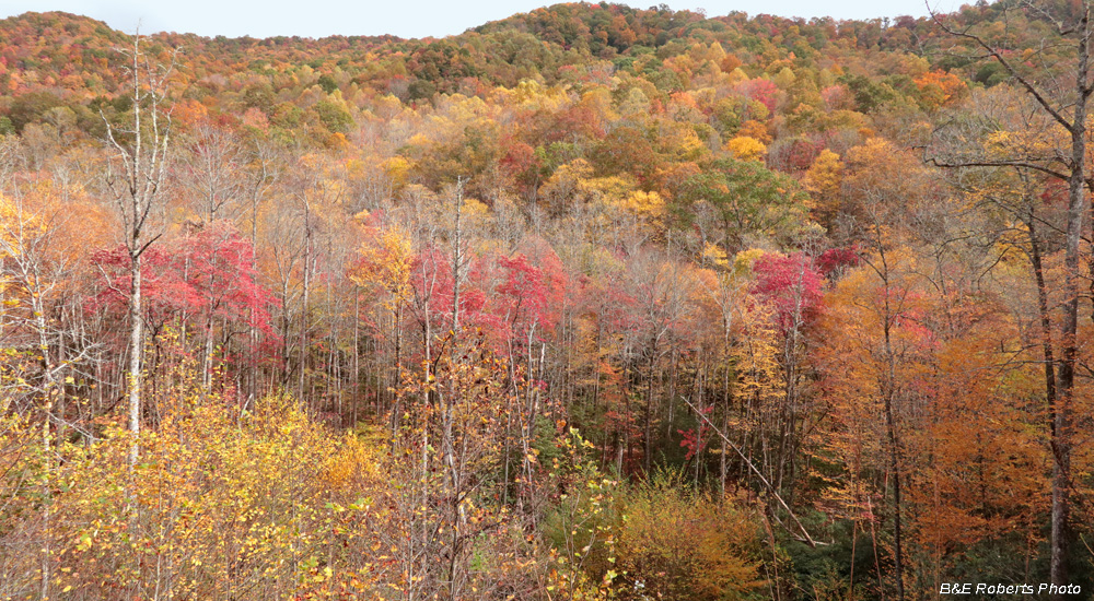 foliage