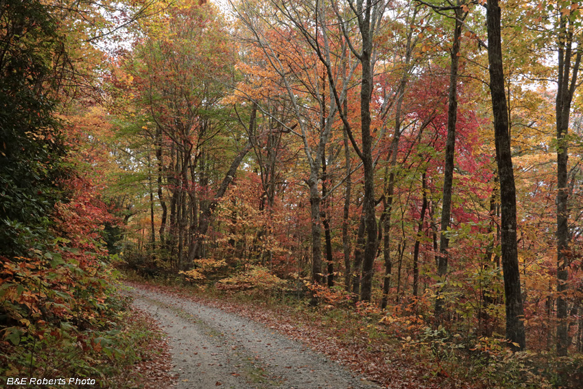 foliage