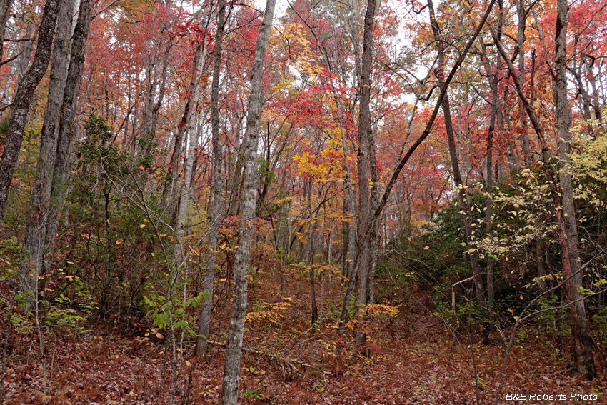 foliage