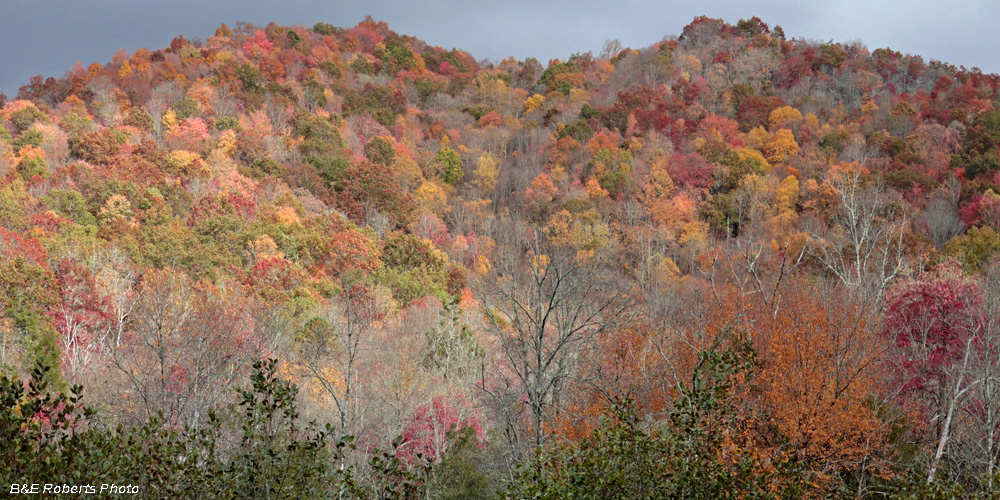 foliage