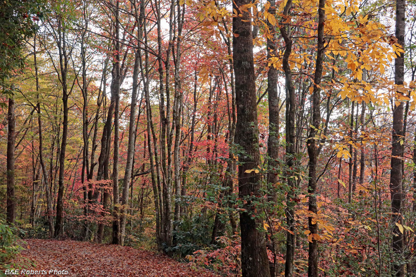 foliage