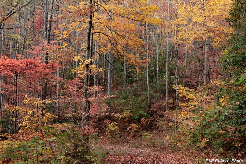 foliage