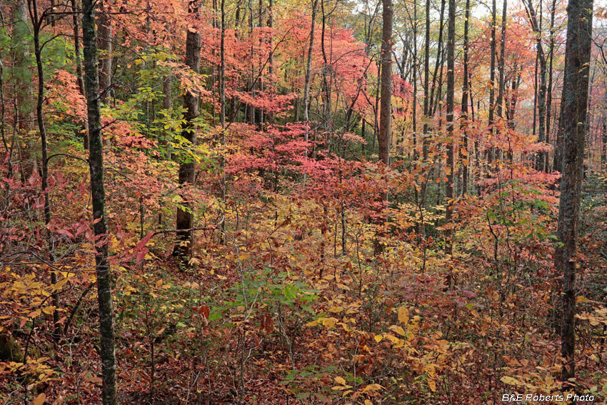 foliage