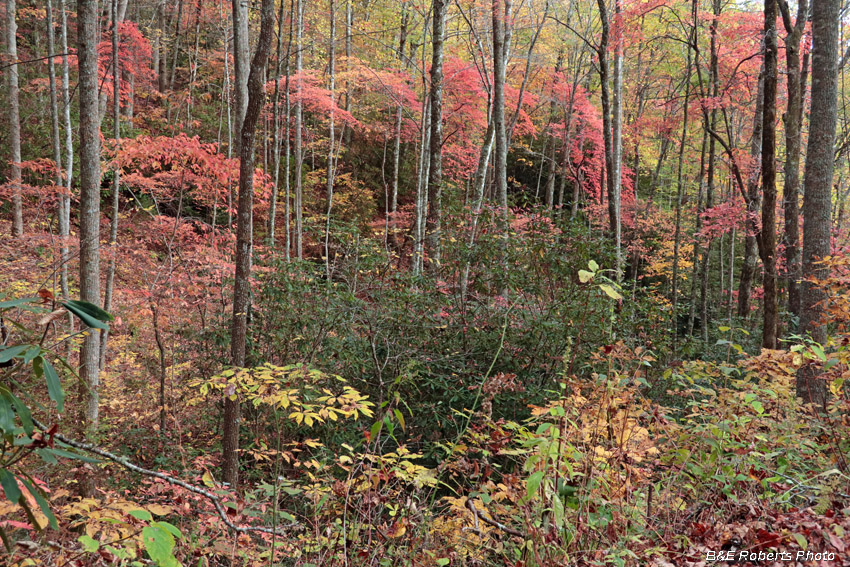 foliage