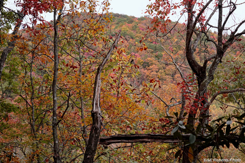 foliage