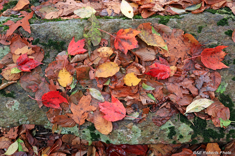 Leaves_on_rock