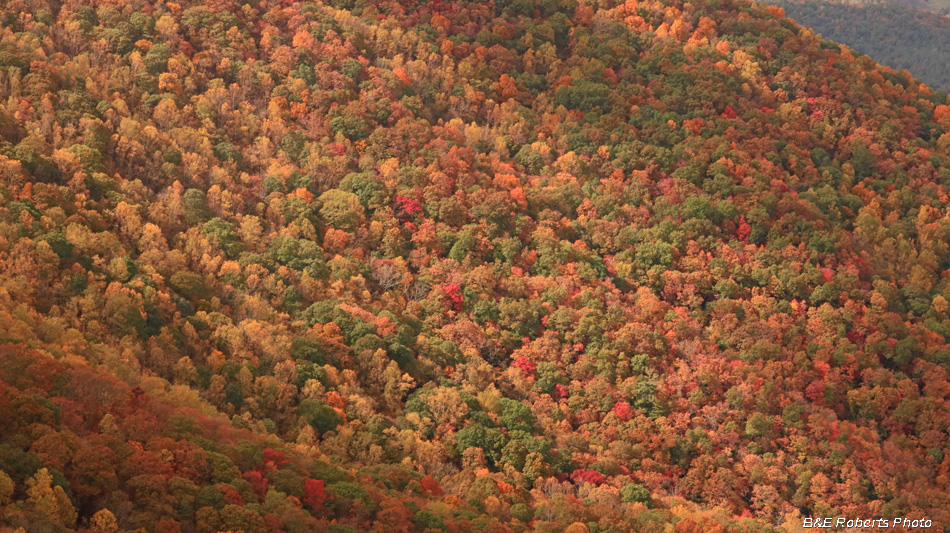 Foliage_color_detail