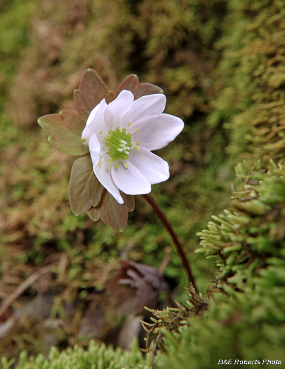 Rue_anemone