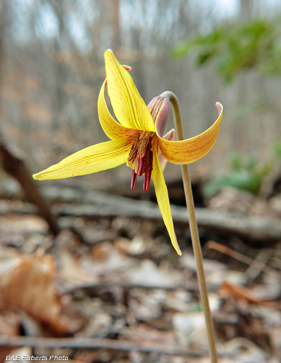 Trout_Lily