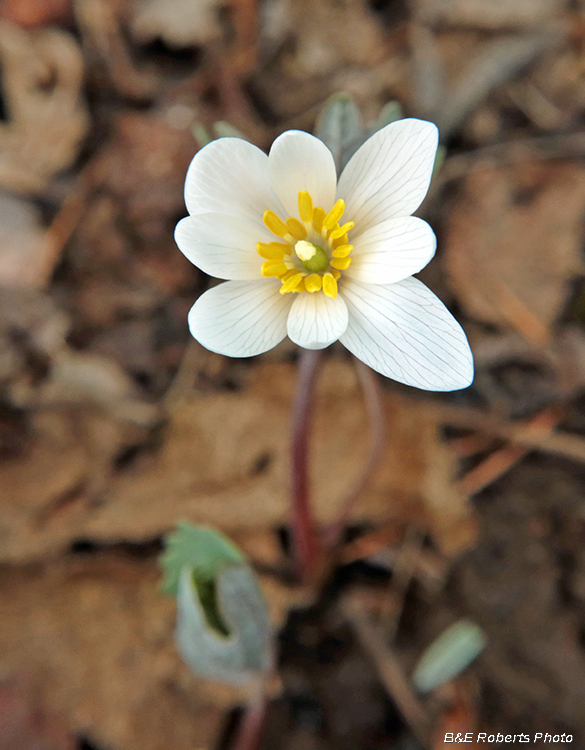 Bloodroot