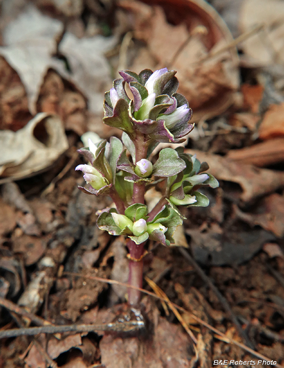 Pennywort