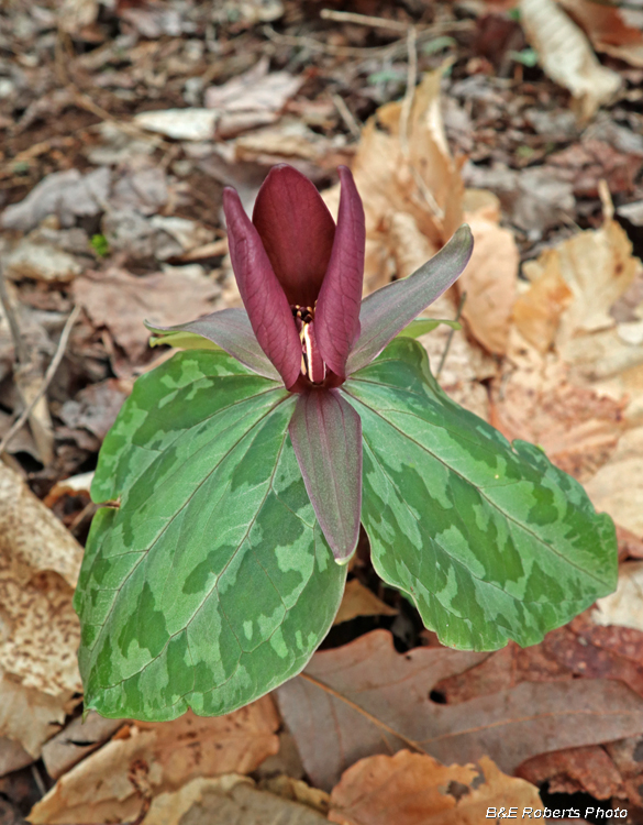 Trillium_cuneatum