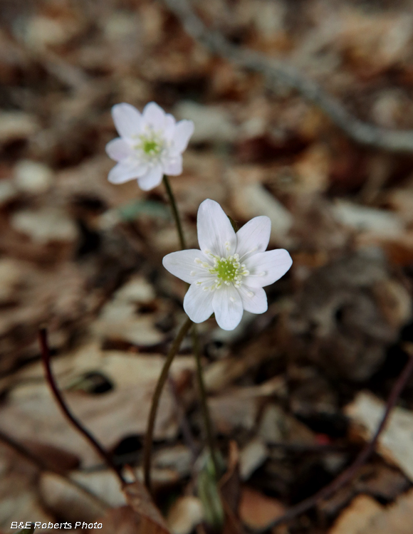 Hepatica