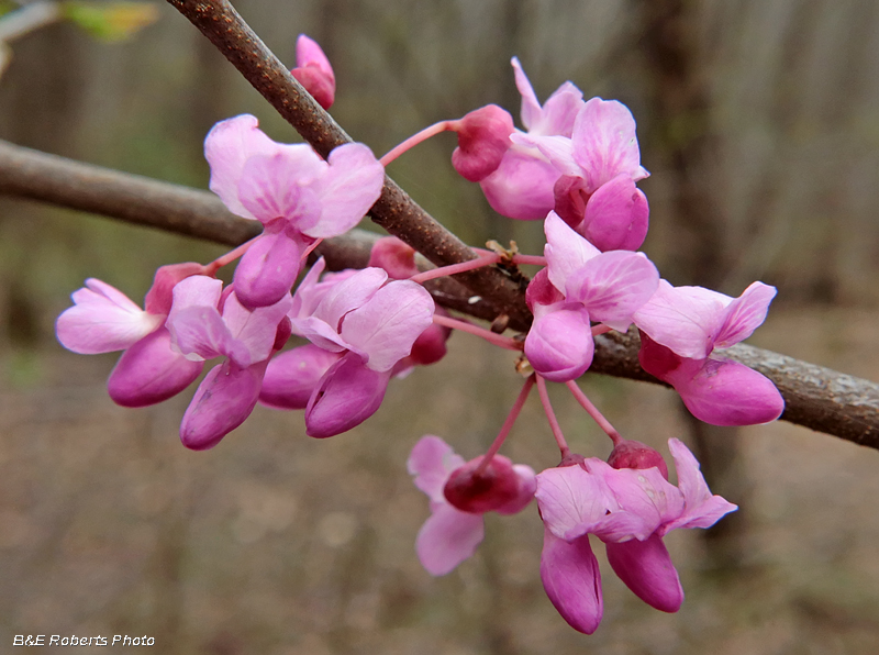 Redbud