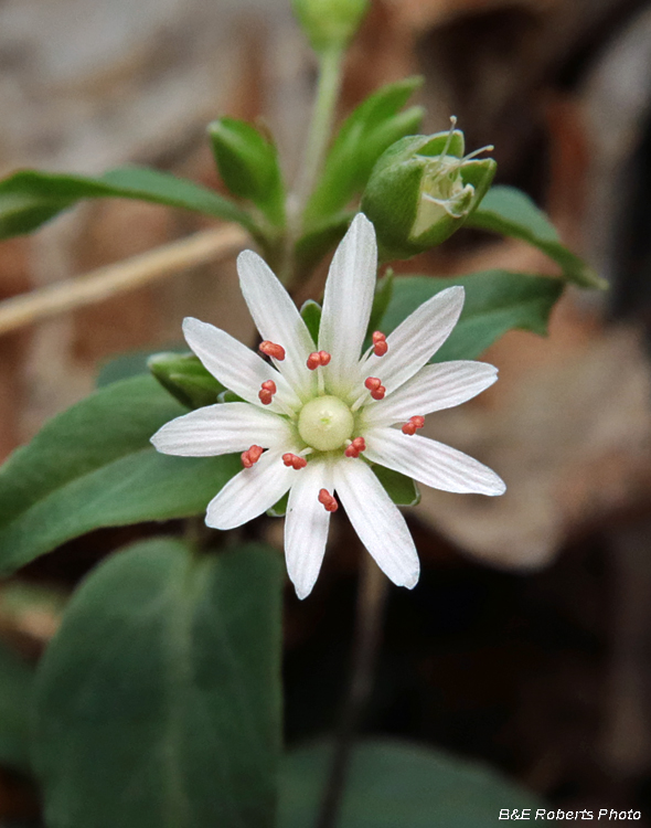 Chickweed