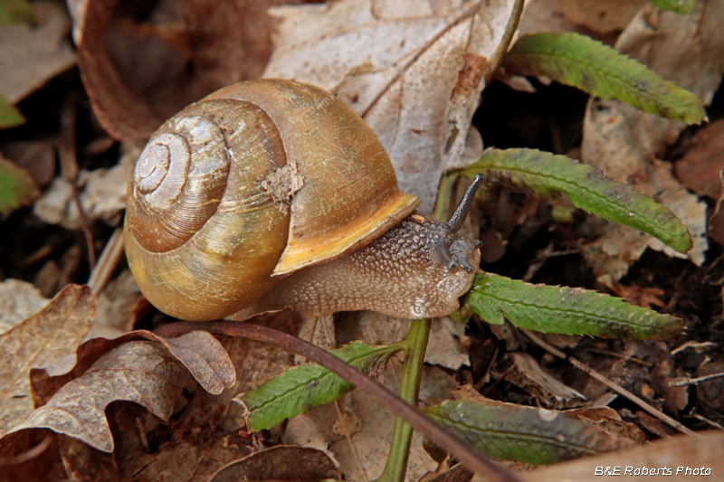 Snail