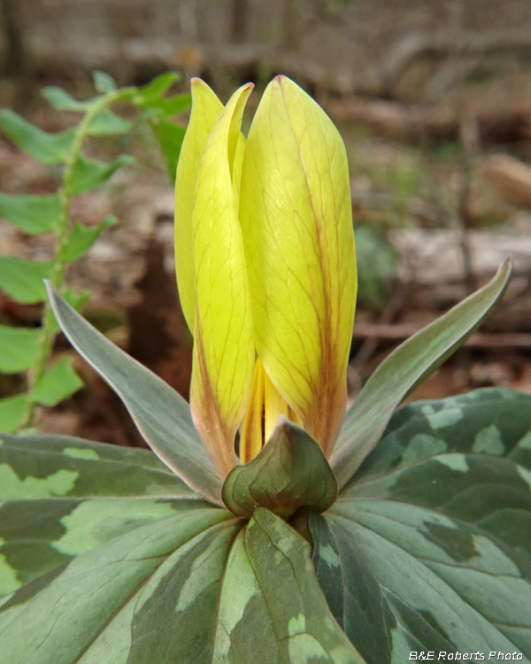 Trillium_cuneatum_yellow