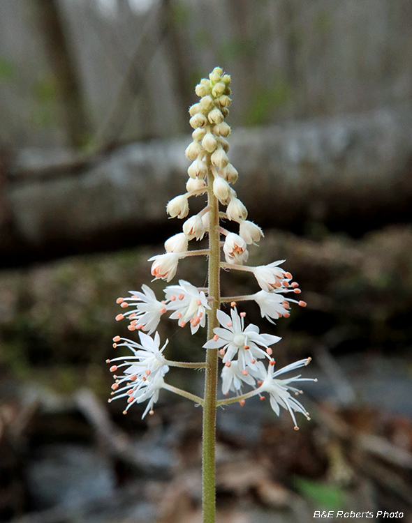 Foamflower