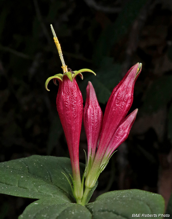 Spigelia