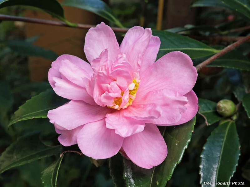 Sasanqua_Camellia