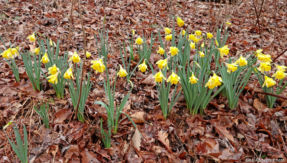 Daffodils