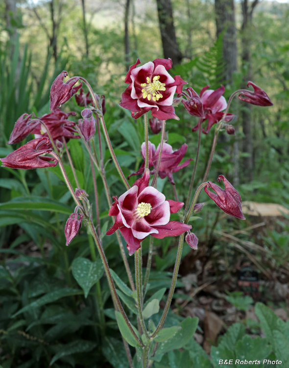 Columbine