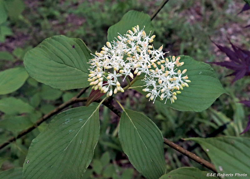 Cornus_alternifolia