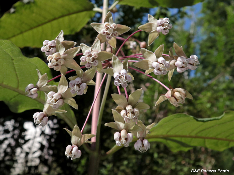 Poke_Milkweed