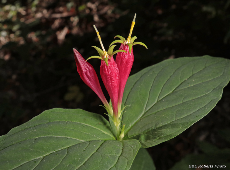 Spigelia