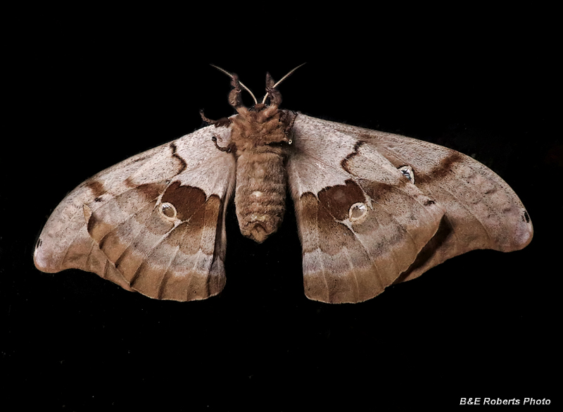 Tussar_Moth