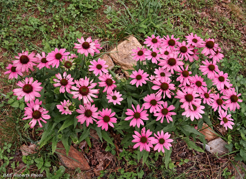 Echinacea