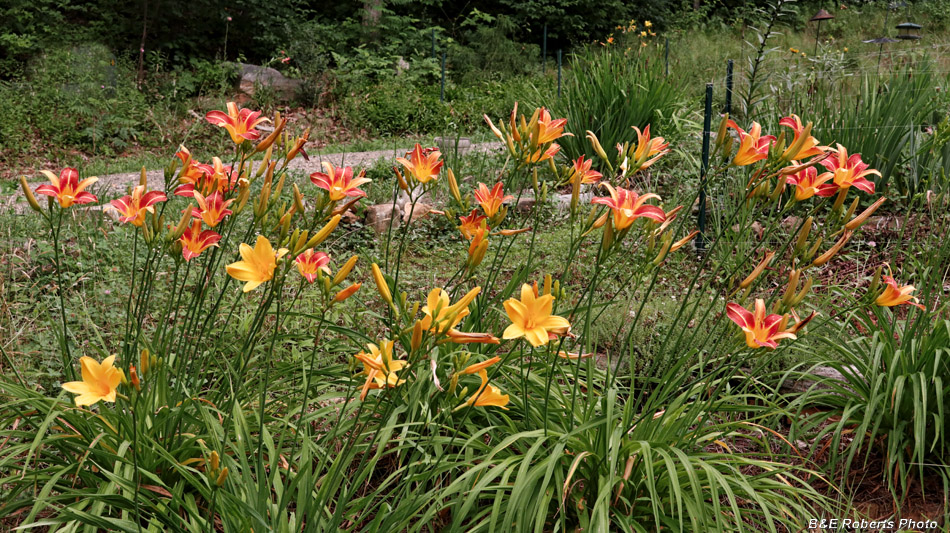 Daylilies